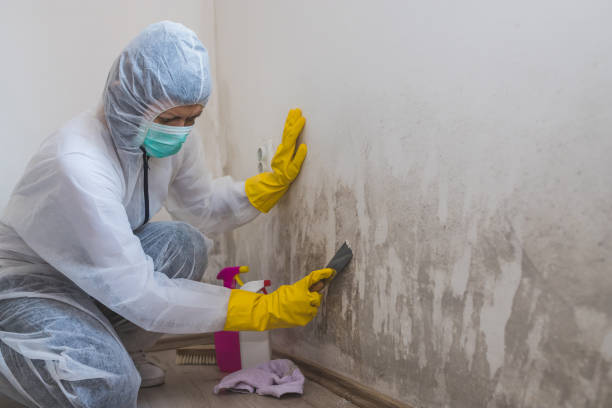 Best Black Mold Removal  in Palm River Clair Mel, FL