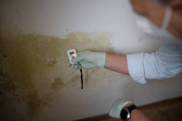 Best Local Mold Removal Service  in Palm River Clair Mel, FL